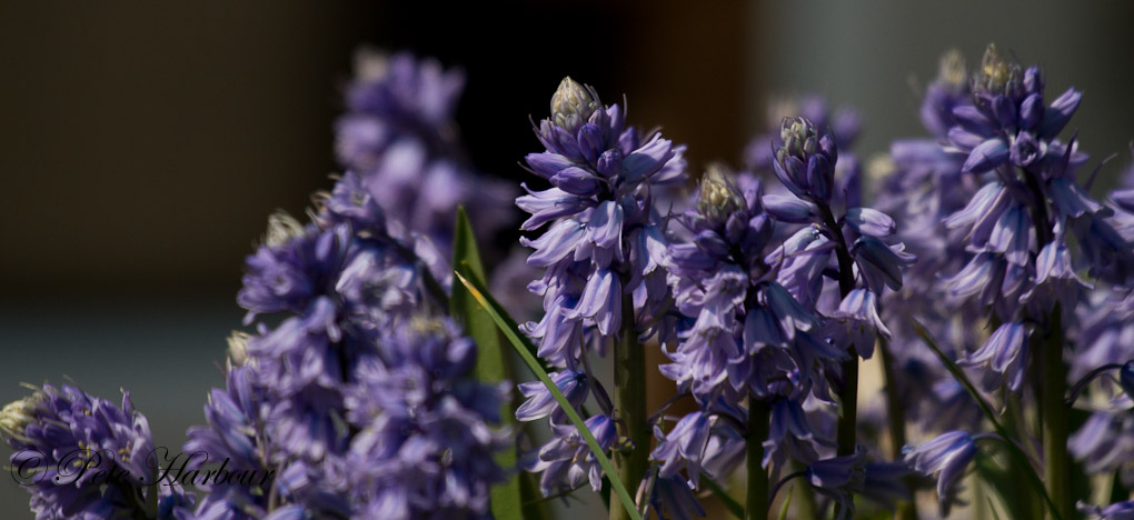 Bluebells