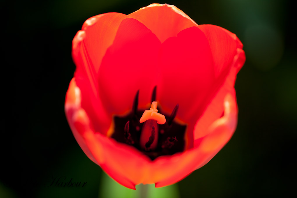 Macro Tulip