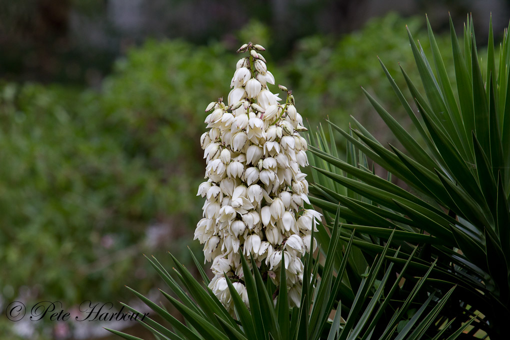 Spanish Dagger (Yucca)