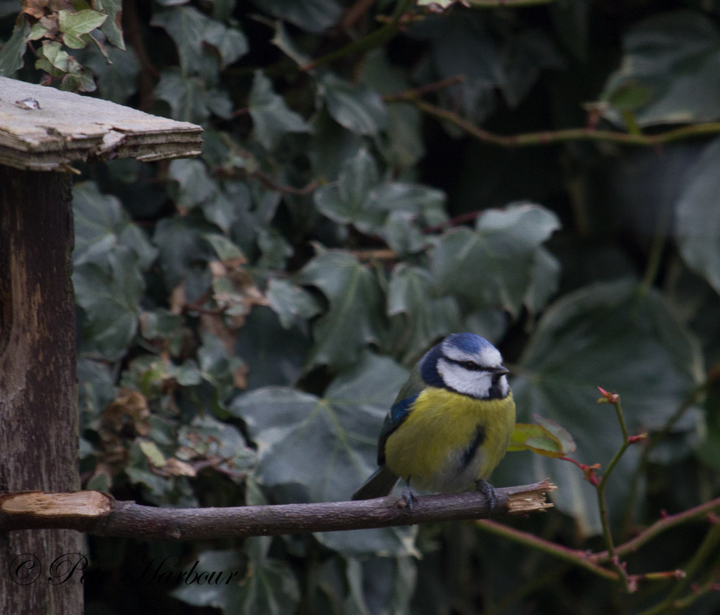 Bluetit