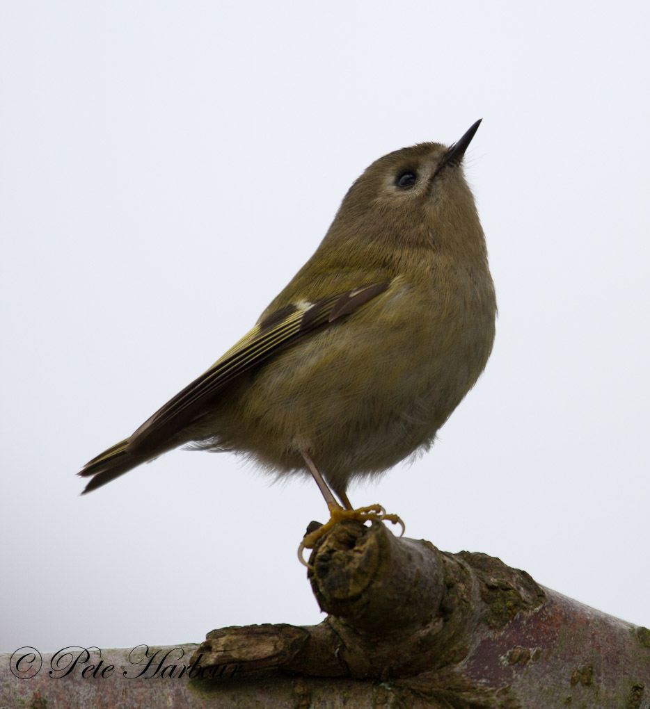 Goldcrest