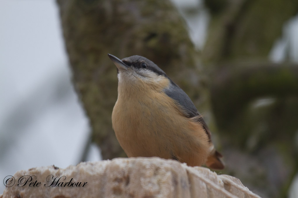 Nuthatch-2