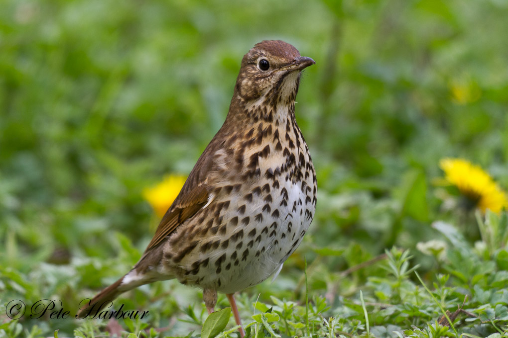 Song_Thrush-5