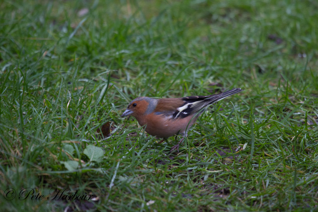 chaffinch