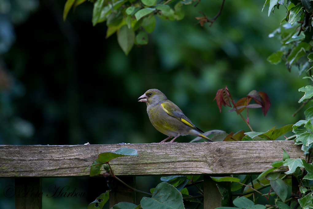 greenfinch