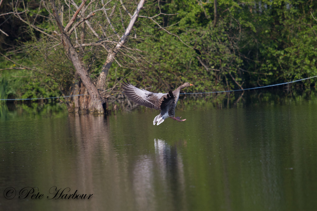 greylag goose