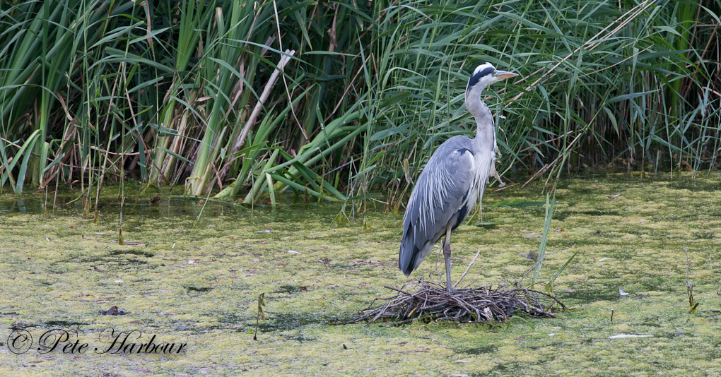 heron