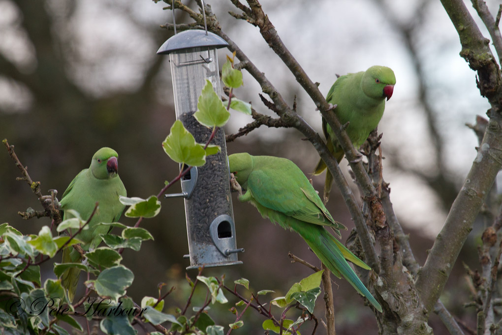 ring necked parakeets