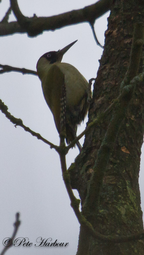 woodpecker