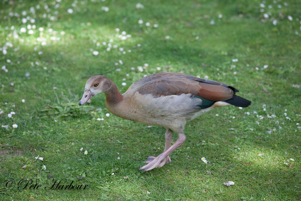 young egyptian goose